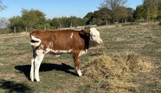 Unsere Tiere